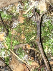 Amblystegium serpens