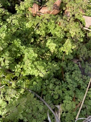 Chaerophyllum procumbens