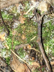 Amblystegium serpens