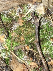 Amblystegium serpens