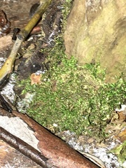 Amblystegium serpens