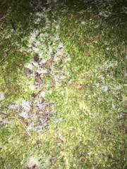 Amblystegium serpens