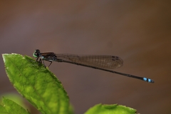 Pseudagrion indicum