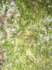 Amblystegium serpens