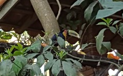 Ramphastos dicolorus