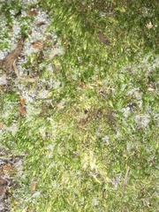 Amblystegium serpens