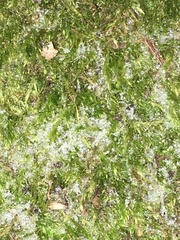 Amblystegium serpens