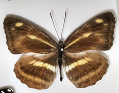 Neptis ilos