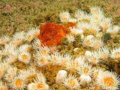 Actinothoe sphyrodeta