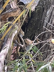 Troglodytes aedon chilensis