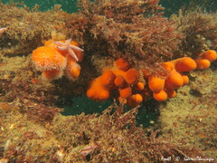 Alcyonium digitatum