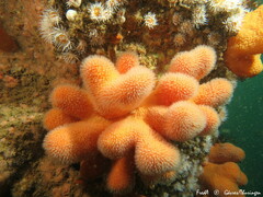 Alcyonium digitatum