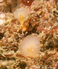 Aplidium punctum