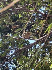 Troglodytes aedon chilensis