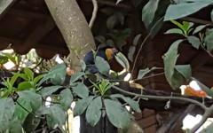 Ramphastos dicolorus