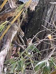 Troglodytes aedon chilensis