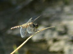 Erythrodiplax corallina