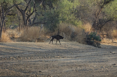 Hippotragus niger niger