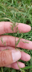 Poa annua
