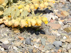 Hermannia althaeifolia