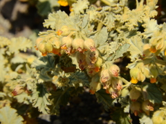 Hermannia althaeifolia