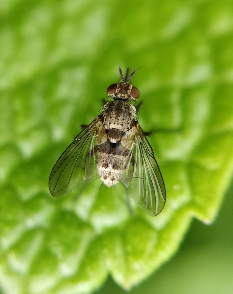 Siphona seyrigi