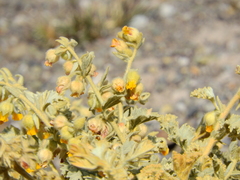 Hermannia althaeifolia