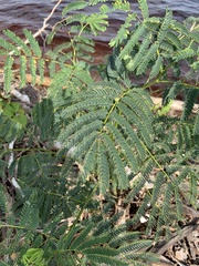 Enterolobium contortisiliquum