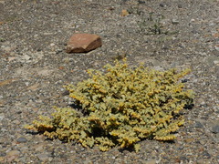 Hermannia althaeifolia