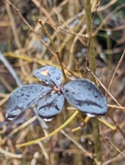 Ligustrum obtusifolium