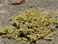 Hermannia althaeifolia