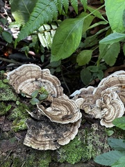 Trametes menziesii