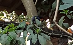 Ramphastos dicolorus
