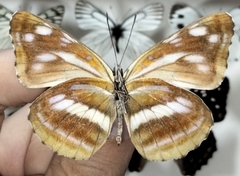 Neptis ilos
