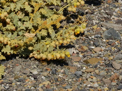 Hermannia althaeifolia