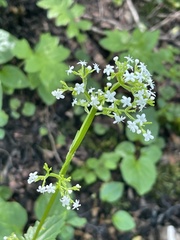 Valeriana