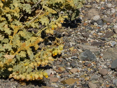 Hermannia althaeifolia