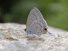 Catochrysops panormus exiguus