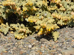 Hermannia althaeifolia