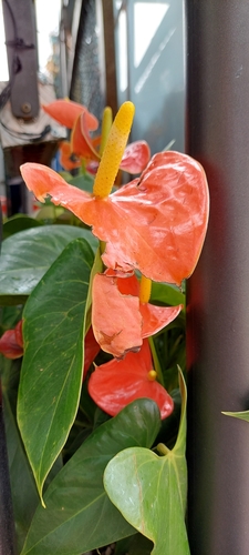 Another photo of Flamingo Flower
