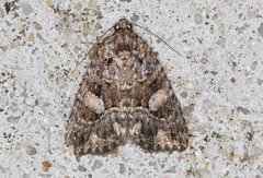 Condica macrosema