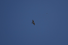 Aquila spilogaster