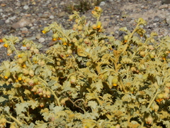 Hermannia althaeifolia