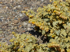 Hermannia althaeifolia