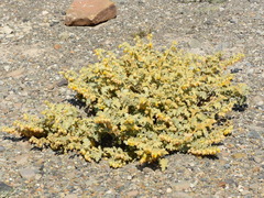 Hermannia althaeifolia