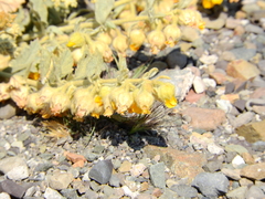 Hermannia althaeifolia
