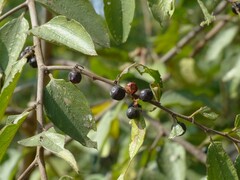 Ziziphus oenopolia