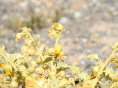 Hermannia althaeifolia