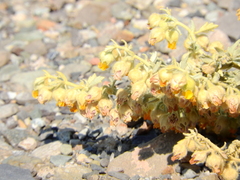 Hermannia althaeifolia