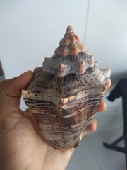 Voluta ebraea